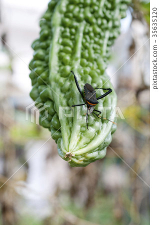 Anemone bug which damages the fruit of bitter gourd 35635120