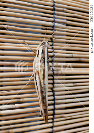 Patanga japonica Patanga japonica 35635122