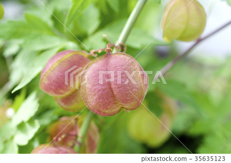 Fusen cruz Fusen cruz 35635123