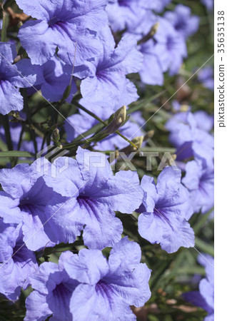 Willow Bar Irasou 35635138