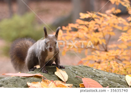 Ezoris在秋天 35635740