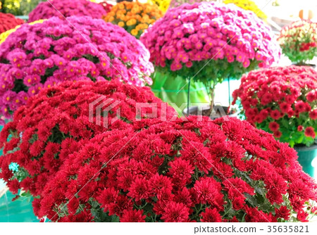 Chrysanthemum Chrysanthemum 35635821