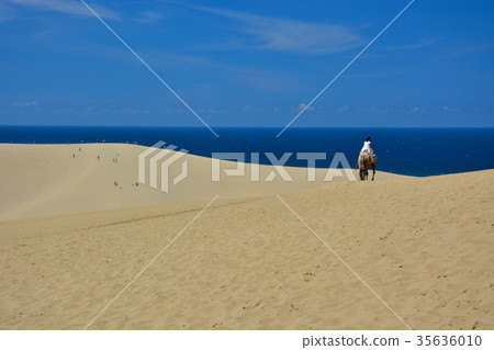 Tottori Sand Dune-Rakubutsu (4) Tottori Sand Dune-Rakubutsu (4) 35636010