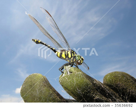 Sinictinogomphus棒曲霉 Sinictinogomphus棒曲霉 35636692