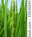 Rice flowers 35636693