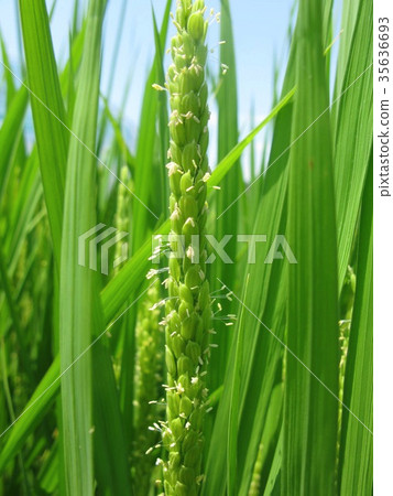 Rice flowers 35636693