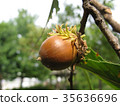 Acorn acorn 35636696