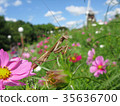 Mantis and cosmos 35636700