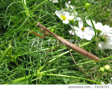 Mantis and cosmos Mantis and cosmos 35636701
