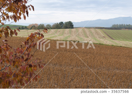 Biei no Oka Biei no Oka 35637566