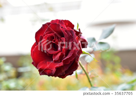 凡爾賽玫瑰 35637705