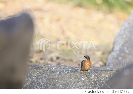 翠鳥 翠鳥 35637732