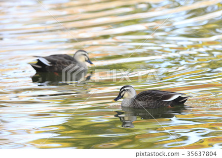 秋季的Karugamo 35637804