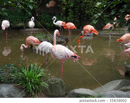 Flamingo at the zoo Flamingo at the zoo 35638002