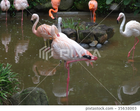 在動物園的火烈鳥 35638003