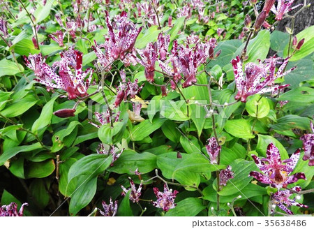 The flower language of Hototogisu is "yours forever". It is a typical autumn mountain wild grass that is rich but full of nostalgia. 35638486