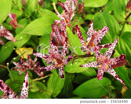 The flower language of Hototogisu is "yours forever". It is a typical autumn mountain wild grass that is rich but full of nostalgia. 35638490
