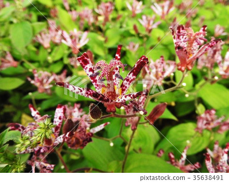 The flower language of Hototogisu is "yours forever". It is a typical autumn mountain wild grass that is rich but full of nostalgia. 35638491