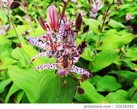 The flower language of Hototogisu is "yours forever". It is a typical autumn mountain wild grass that is rich but full of nostalgia. The flower language of Hototogisu is "yours forever". It is a typical autumn mountain wild grass that is rich but full of nostalgia. 35638493
