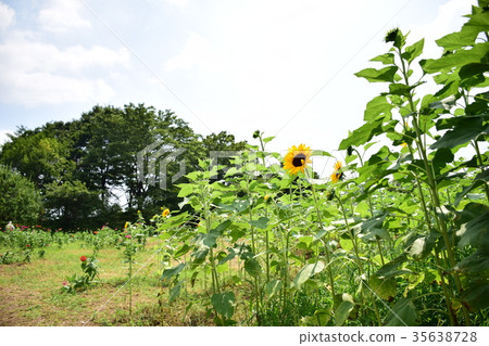 Sunflower and sky 35638728