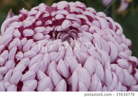 Large-flowered chrysanthemums Large-flowered chrysanthemums 35638776