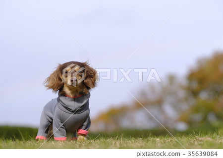 Dachshund Kaninhaen cute 35639084