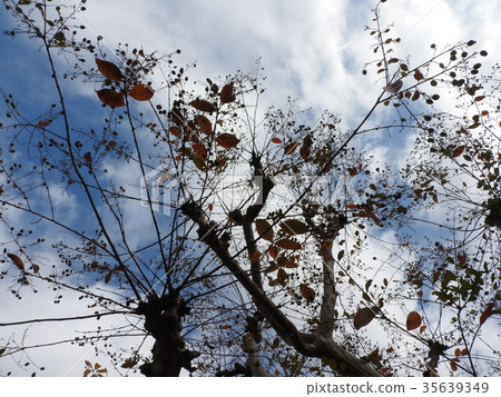 它是一種脆漿果的果實。如果你在秋末採摘水果並將其晾乾，你可以收集種子，這可以進一步增加。 35639349