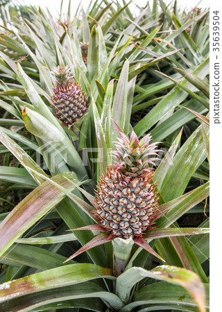Pineapple farm 35639504