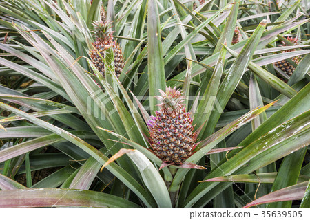 Pineapple farm 35639505