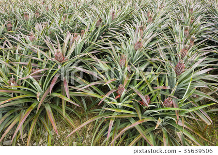 Pineapple farm 35639506