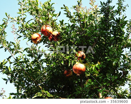 In addition to ornamental items such as garden trees, pomegranate to be edible. Contains female hormone estrogen, it is useful for beauty and health In addition to ornamental items such as garden trees, pomegranate to be edible. Contains female hormone estrogen, it is useful for beauty and health 35639600