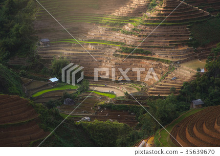 terraced rice field in Laocai province, Vietnam terraced rice field in Laocai province, Vietnam 35639670