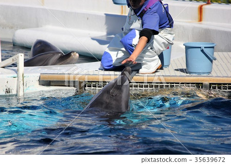 Dolphin Dolphin 35639672