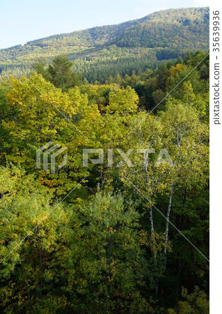 (Yatsugatake Chushin Kogen National Monument) Yachiho Kogen (Yatsukasa Bridge) White Birch and Deciduous Broad-leaved Forest 35639936