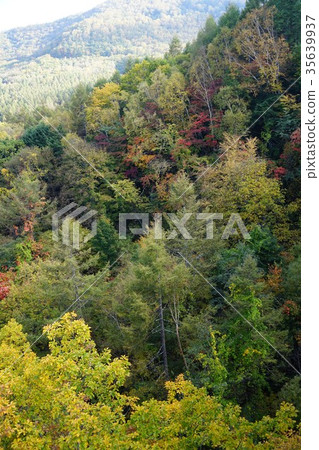 (Yatsugatake Chushin Kogen National Monument) Yachiho Kogen (Yatsukasa Bridge) White Birch and Deciduous Broad-leaved Forest 35639937