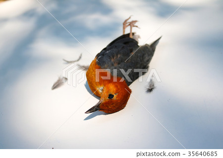 Bird fly to the glass and lying dead on the ground 35640685