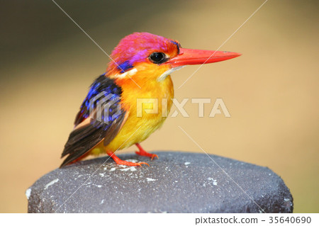 Black-backed Kingfisher in the garden Black-backed Kingfisher in the garden 35640690