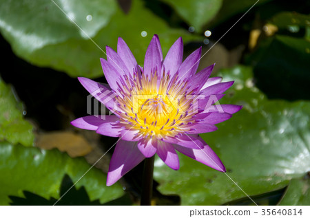 Water lily flowers 35640814
