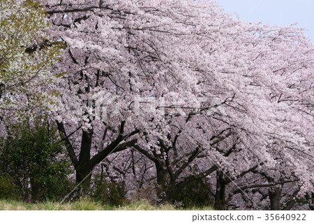 Impression of spring Cherry blossoms in full bloom 35640922