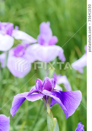 Blooming Hanashobu Blooming Hanashobu 35641030