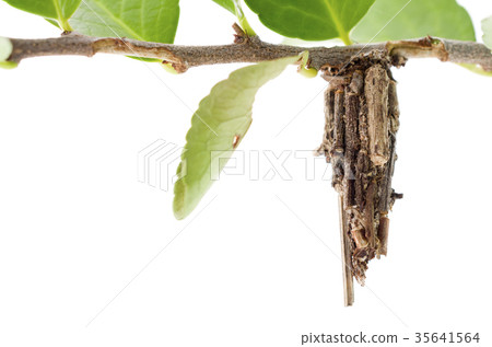 Minor butterfly 35641564