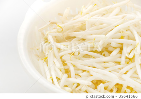 豆芽 35641566