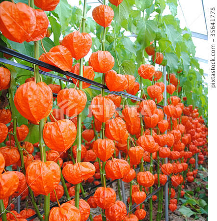 Hozuki Hozuki 35641778