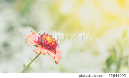 Flower (Zinnia, Zinnia violacea Cav.) in garden Flower (Zinnia, Zinnia violacea Cav.) in garden 35641995