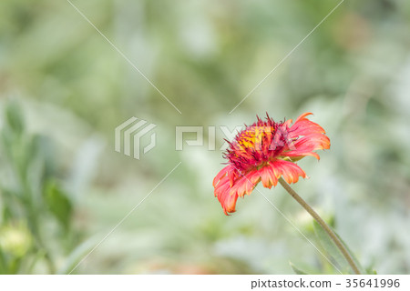 Flower (Zinnia, Zinnia violacea Cav.) in garden Flower (Zinnia, Zinnia violacea Cav.) in garden 35641996