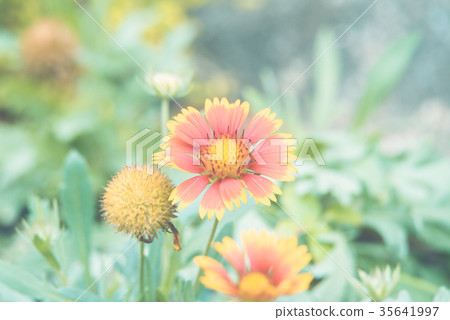 Flower (Zinnia, Zinnia violacea Cav.) in garden 35641997