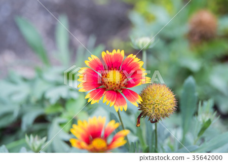 Flower (Zinnia, Zinnia violacea Cav.) in garden 35642000