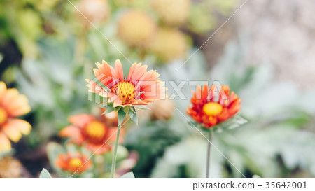 Flower (Zinnia, Zinnia violacea Cav.) in garden 35642001