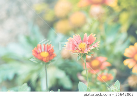 Flower (Zinnia, Zinnia violacea Cav.) in garden Flower (Zinnia, Zinnia violacea Cav.) in garden 35642002