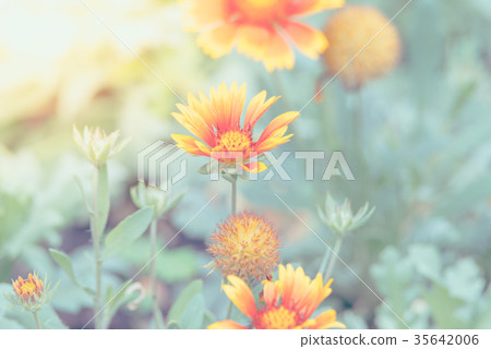 Flower (Zinnia, Zinnia violacea Cav.) in garden Flower (Zinnia, Zinnia violacea Cav.) in garden 35642006